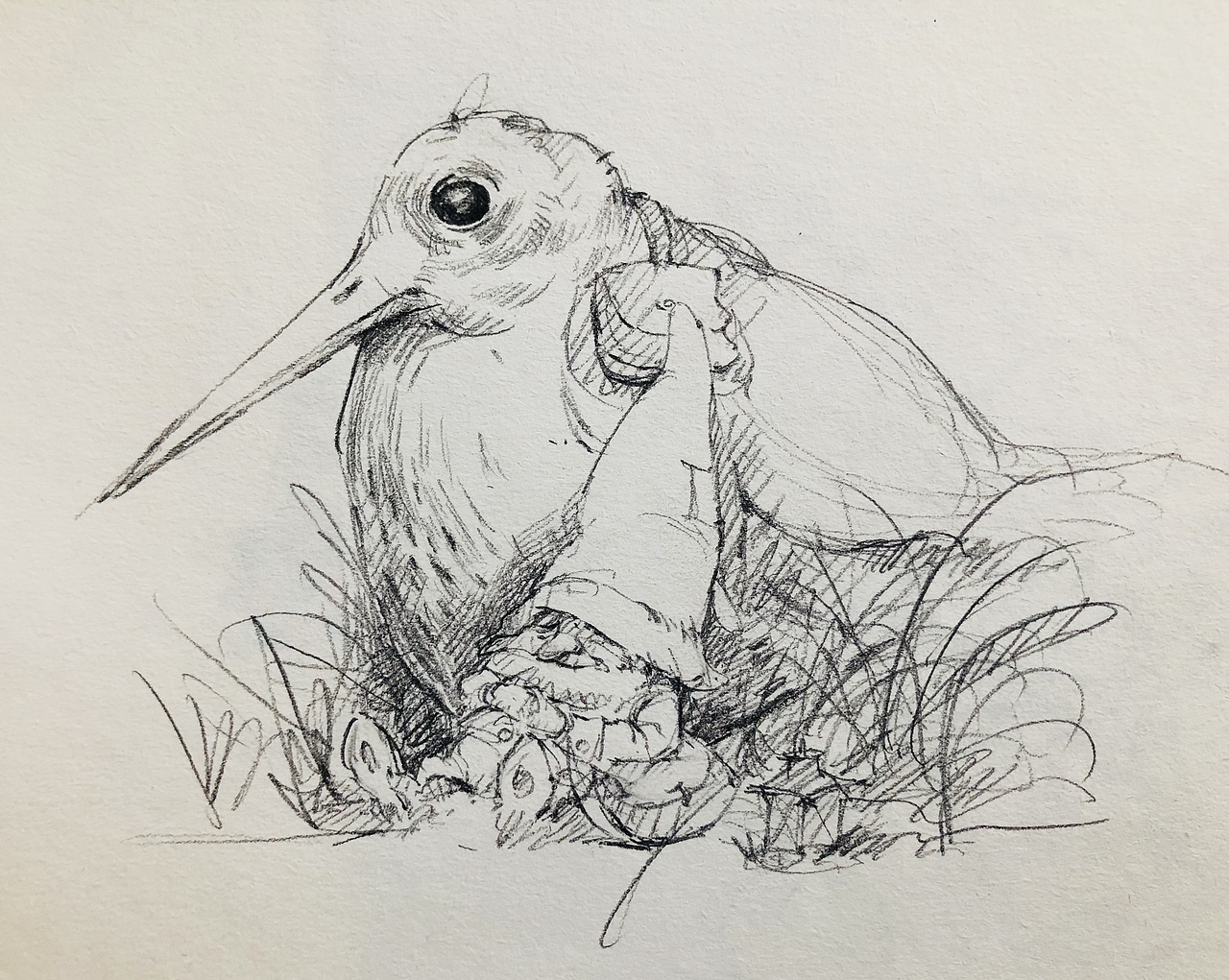 关于精灵速写，唯有坚持画✊