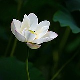 良土里的红萝卜的头像