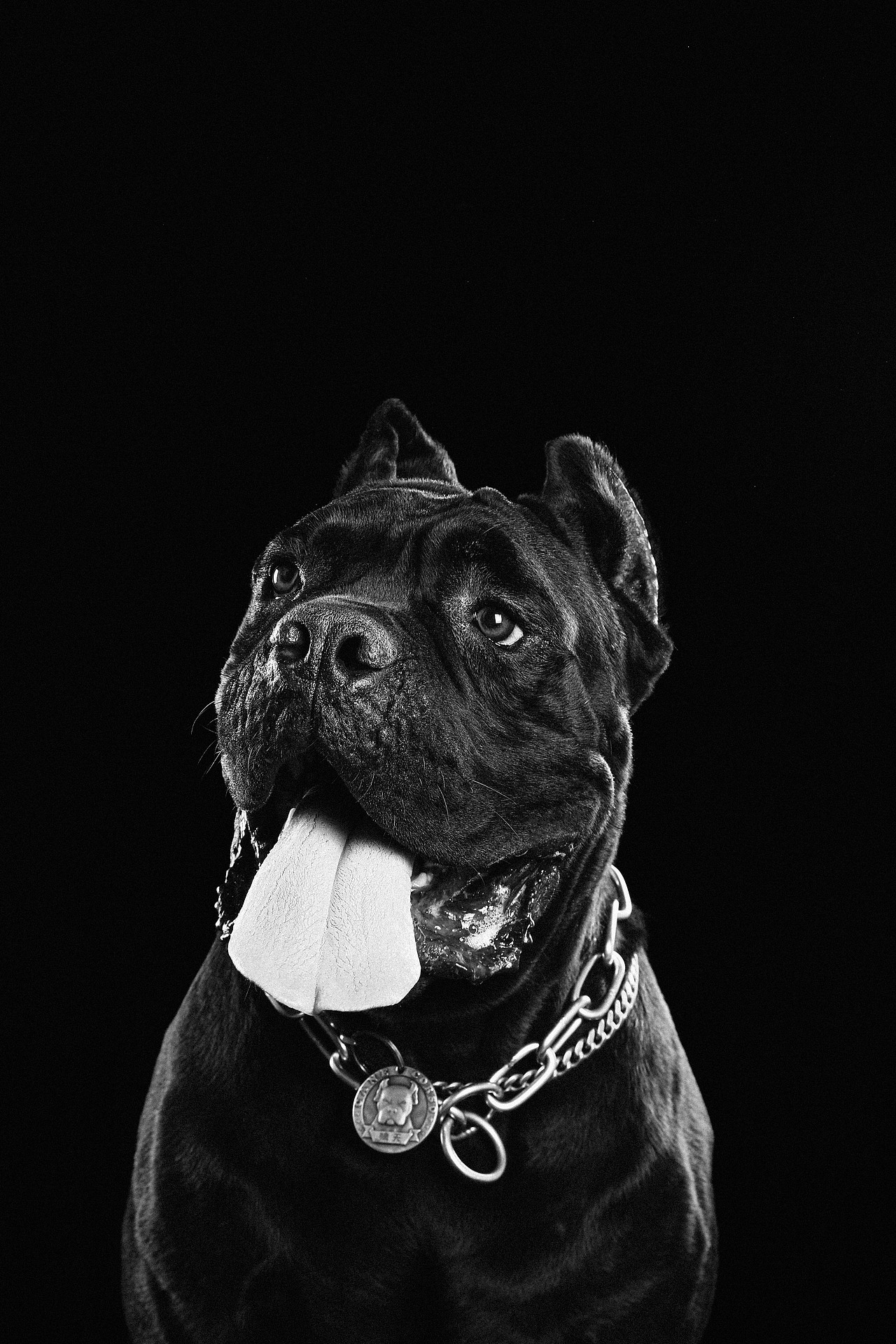 宠物摄影-卡斯罗（图ZMjg0NTY5Mjc2） - 宠物摄影 - 站酷设计师剖剖思摄影工作室原创素材 - 站酷ZCOOL