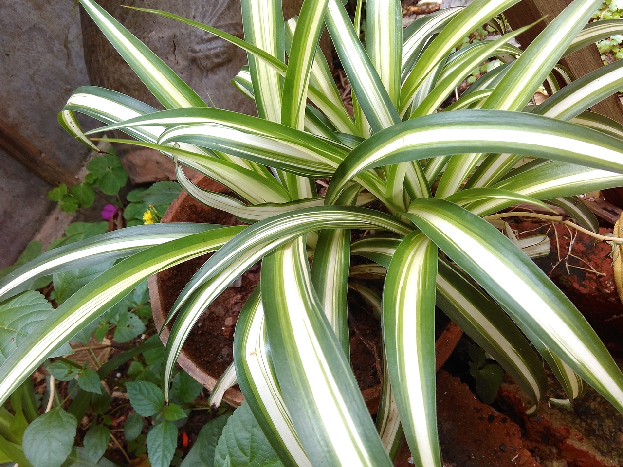 【手机摄影 】[渣渣红米的升级之路]桂林人在桂林读大学-2015.06 |原创（图ZMzU1MjExODA=） - 风光摄影 - 站酷设计师Alecc_原创素材 - 站酷ZCOOL