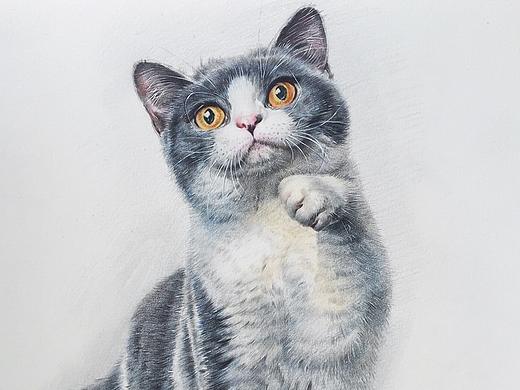 懒猫