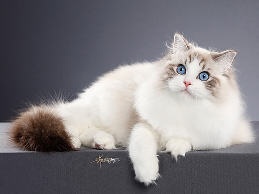 布偶猫_创意设计作品图片素材-站酷zcool