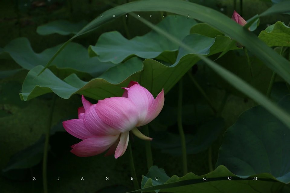 翠湖-荷花-20160717________________