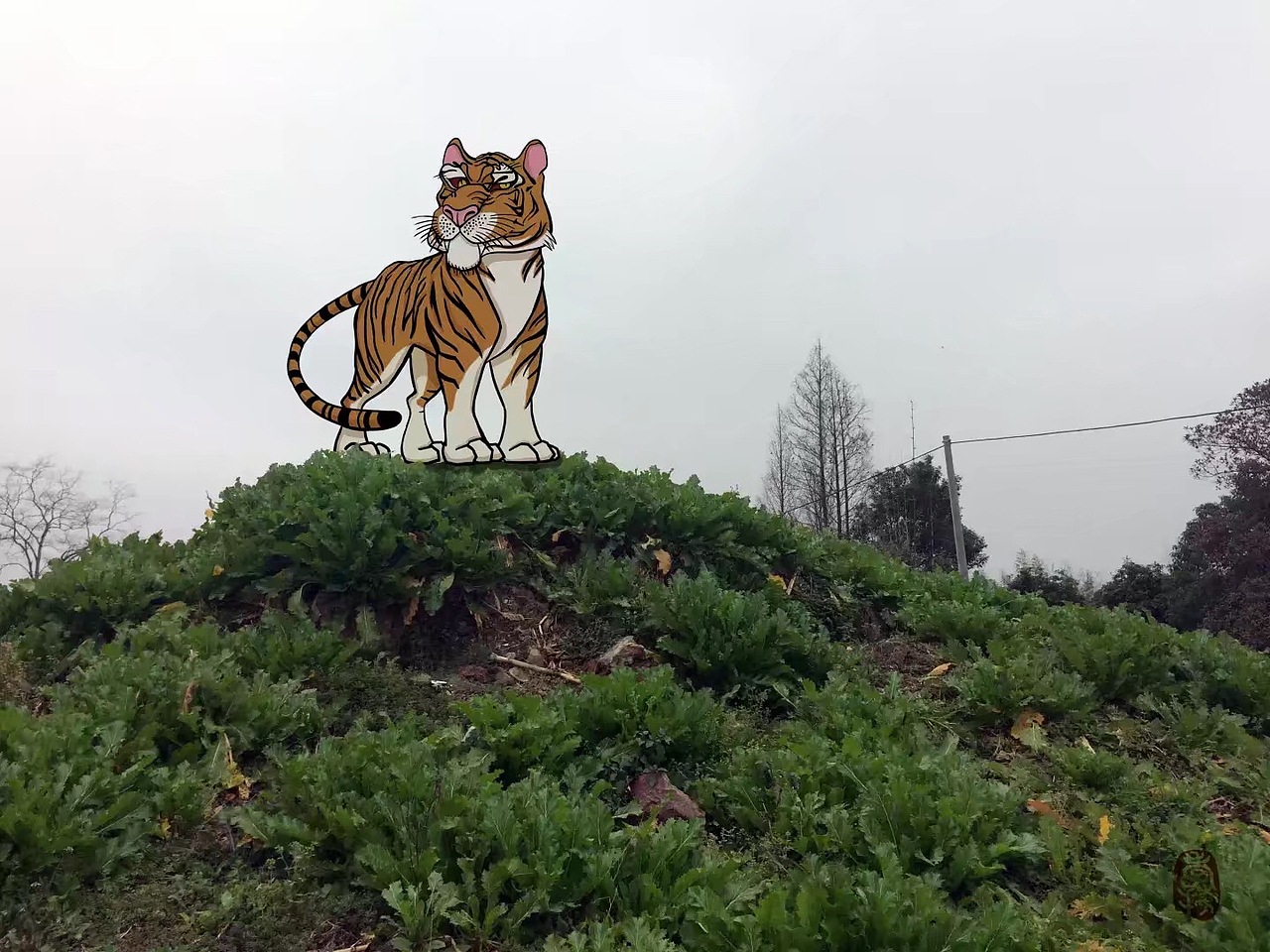 没了高山只能站在小土坡的下山虎