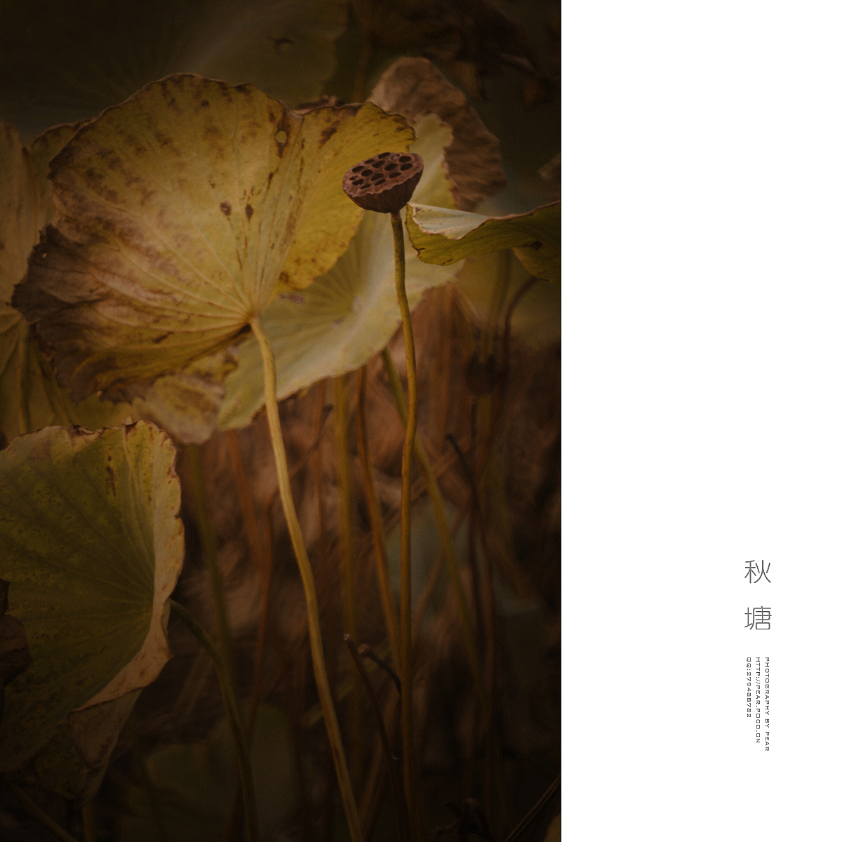 秋 塘（图ZMjAzMzk2NDg=） - 风光摄影 - 站酷设计师pear1103原创素材 - 站酷ZCOOL