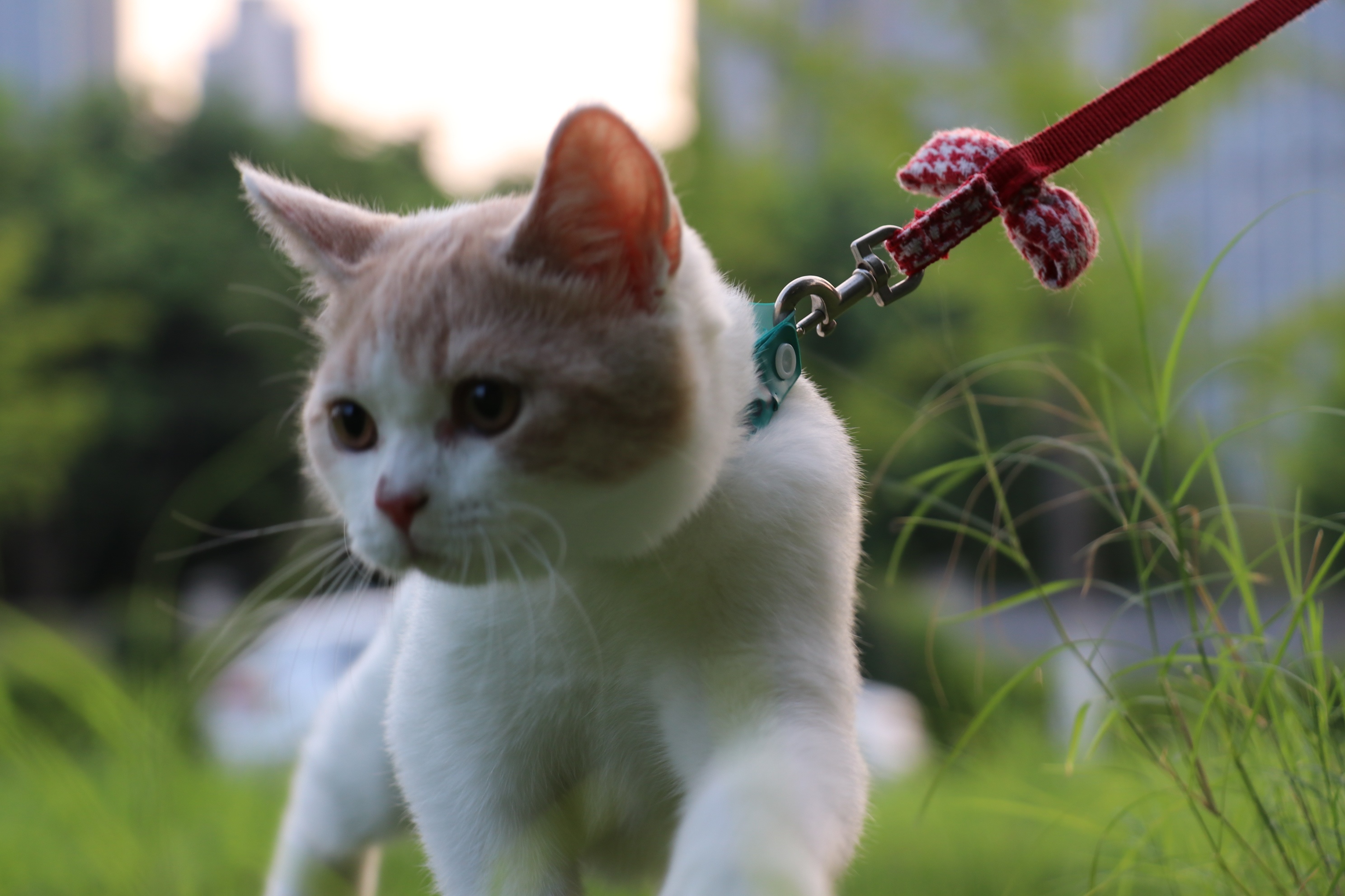 0505英短乳白梵公85day1.87kg-147day3.09kg