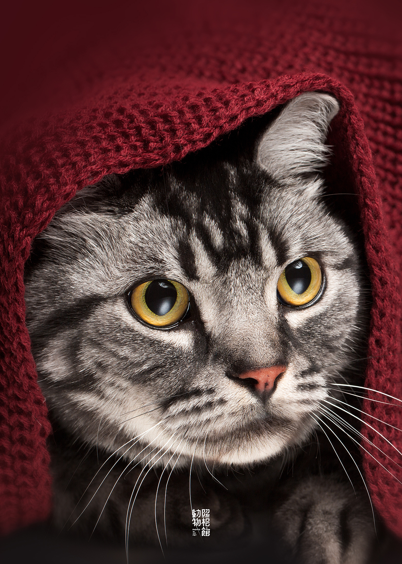 【動物照相館】嗷呜（图ZMTQ4OTEyOTQ0） - 宠物摄影 - 站酷设计师温文尔雅GJ原创素材 - 站酷ZCOOL