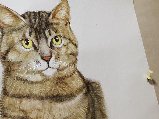 彩铅猫（个人主页-ZMjUzNDY3OTI=） - 创作习作 - 站酷设计师tengzheng原创素材 - 站酷ZCOOL