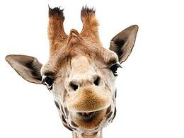 動(dòng)物圖案--blingbling