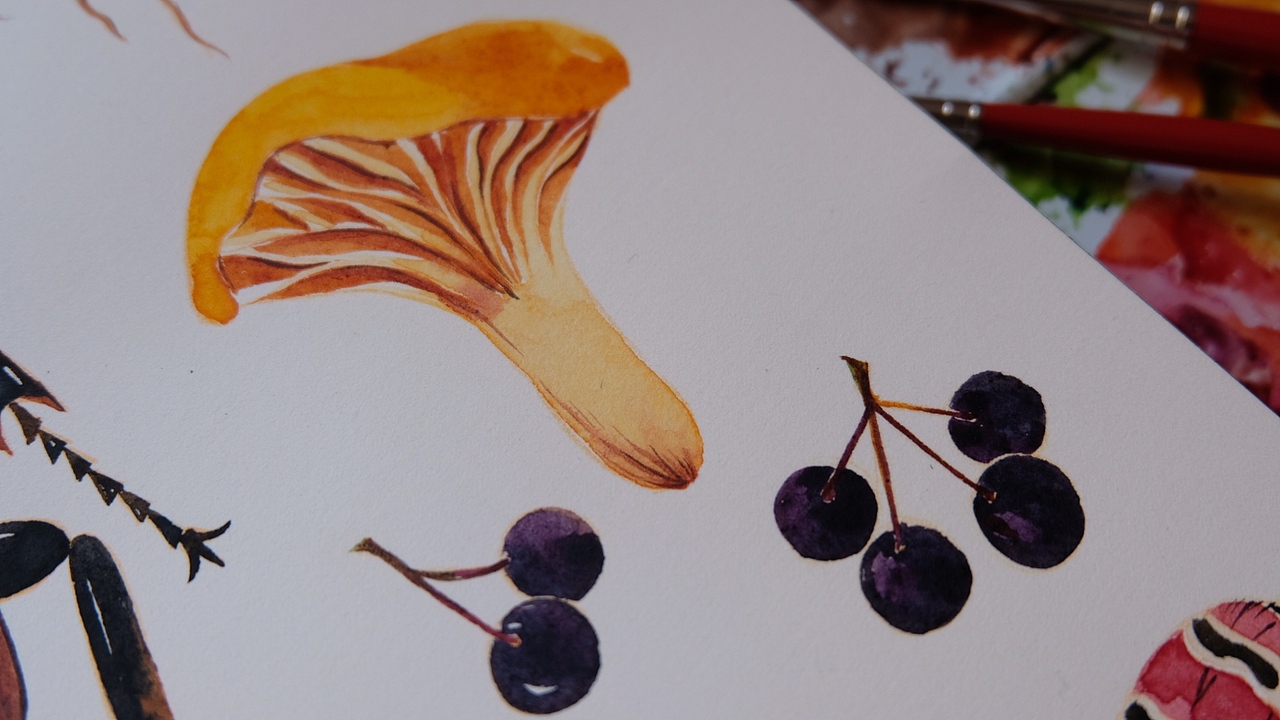 我的自然博物笔记:beetle: