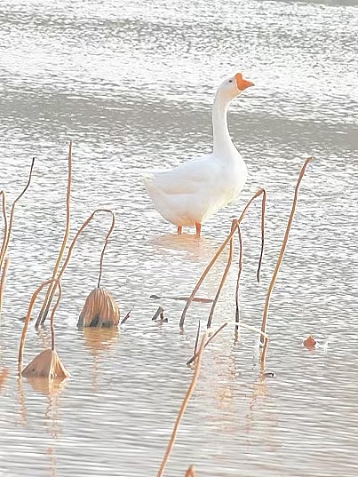 天水小城的大白鹅