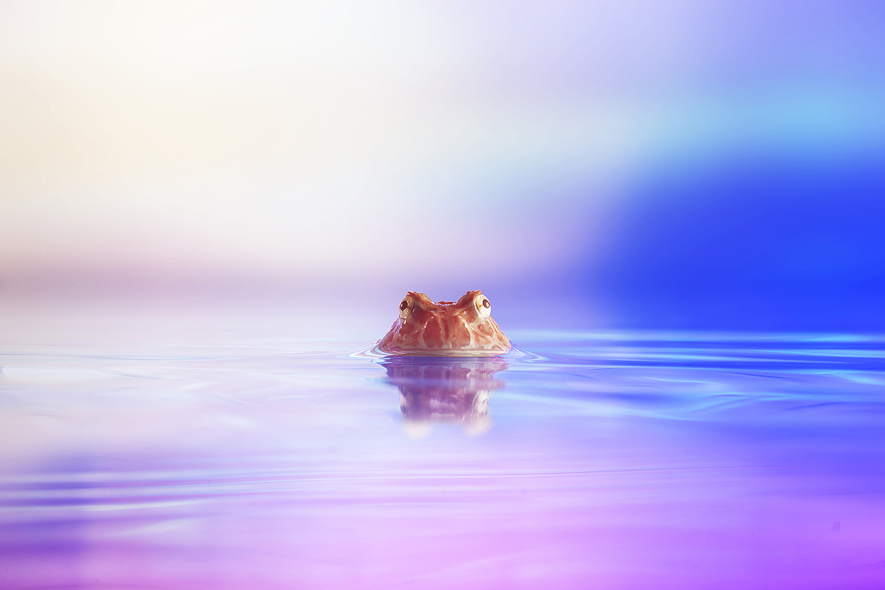 蛤蛤的彩虹温泉（图ZMTg0NDkyMjc2） - 宠物摄影 - 站酷设计师SHENGJIE胜杰原创素材 - 站酷ZCOOL