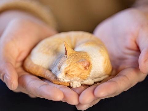 末匠丨森口修の猫之睡眠团猫