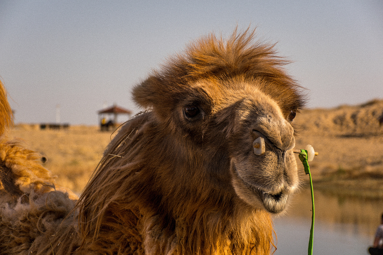 沙漠骆驼🐫（图ZMTU2Nzc2Njgw） - 宠物摄影 - 站酷设计师董哞哞原创素材 - 站酷ZCOOL