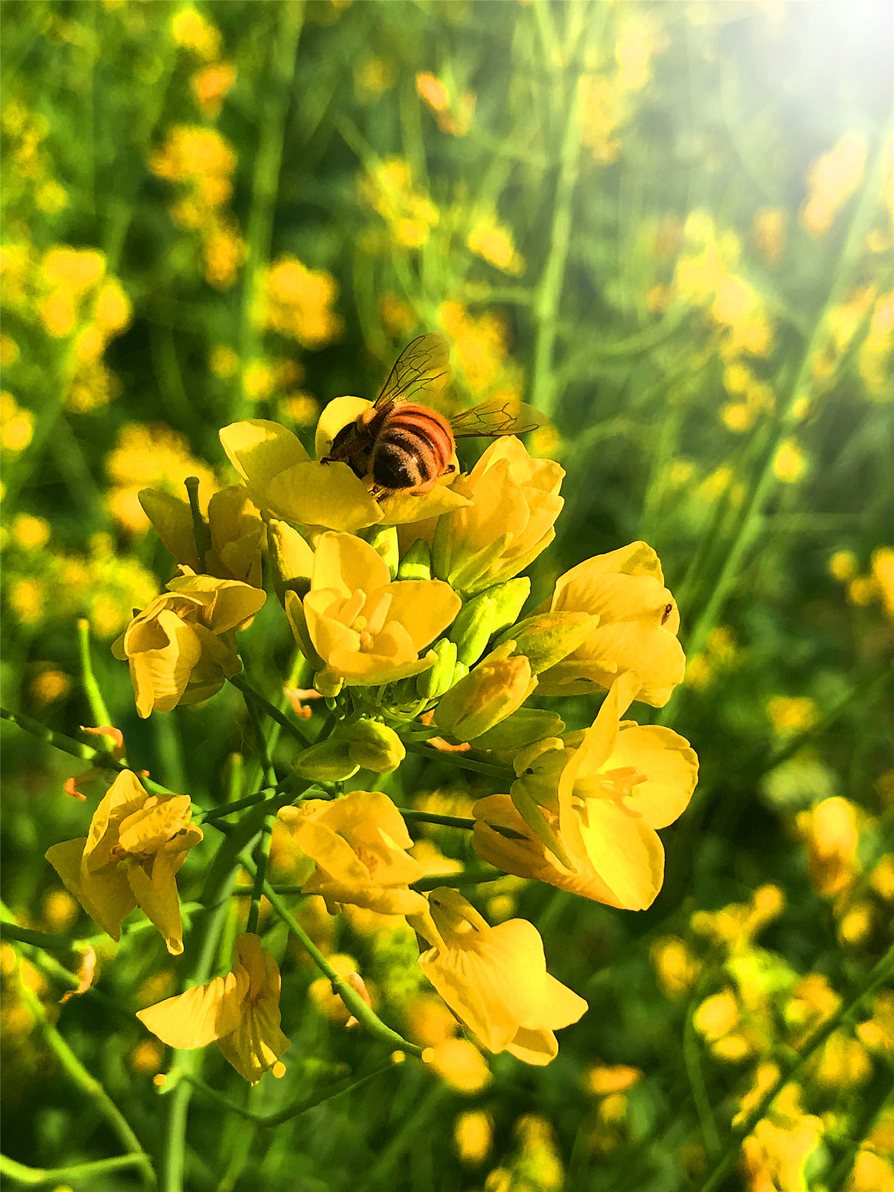 刘勇良手机纪实摄影:菜花香蜜蜂忙