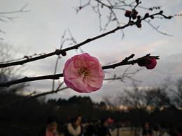 手机摄影