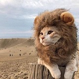 蛮小元的头像