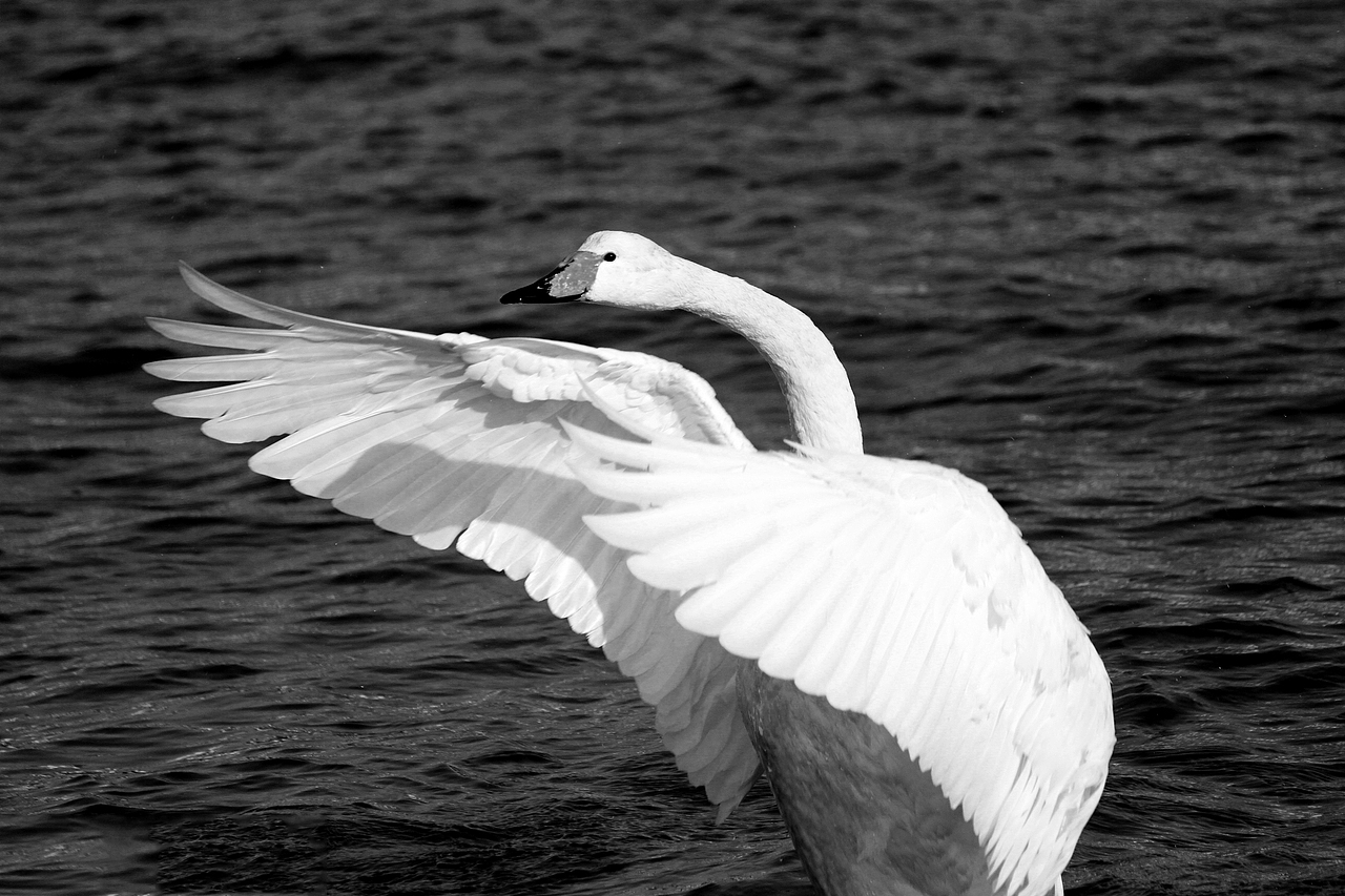 摄影（图ZOTc5MDM2ODg=） - 其他摄影 - 站酷设计师威舞长空原创素材 - 站酷ZCOOL