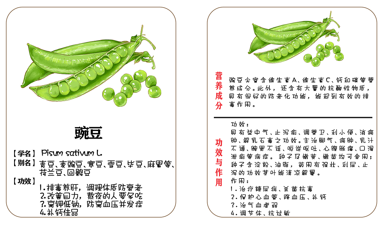 植物蔬菜科普卡贴（图ZMjgxNzc4MjA0） - 儿童插画 - 站酷设计师胖琳PANGLIN原创素材 - 站酷ZCOOL