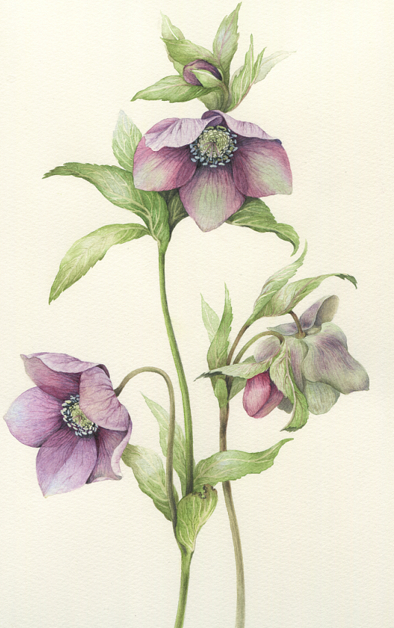 圣诞玫瑰铁筷子教程