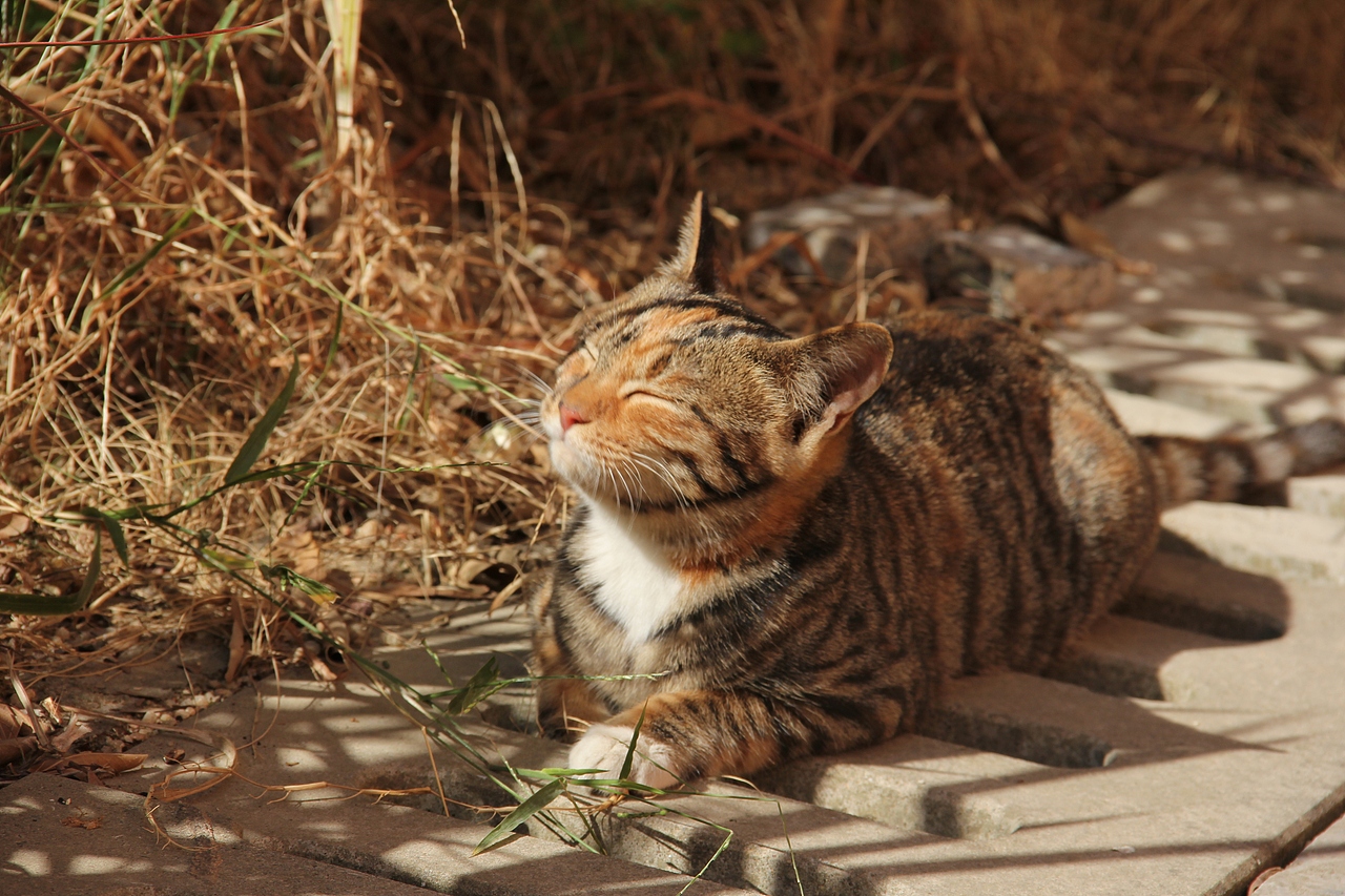 惬意（图ZMzAzNDg2Mjgw） - 宠物摄影 - 站酷设计师Ricy冫原创素材 - 站酷ZCOOL
