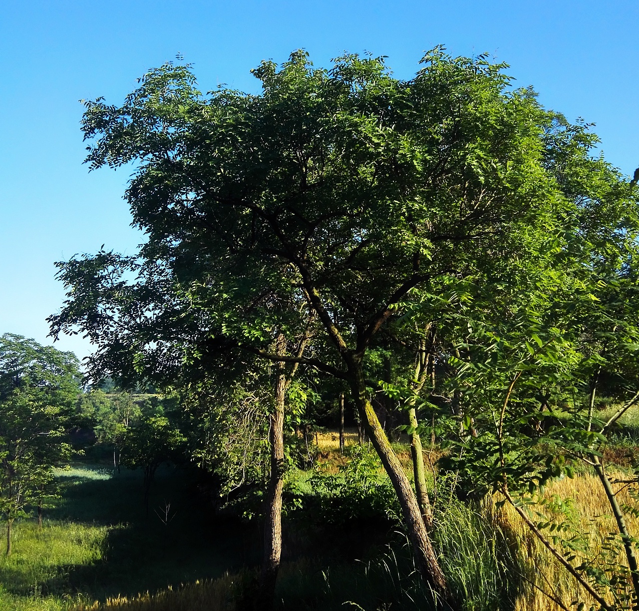 五月的一个早晨