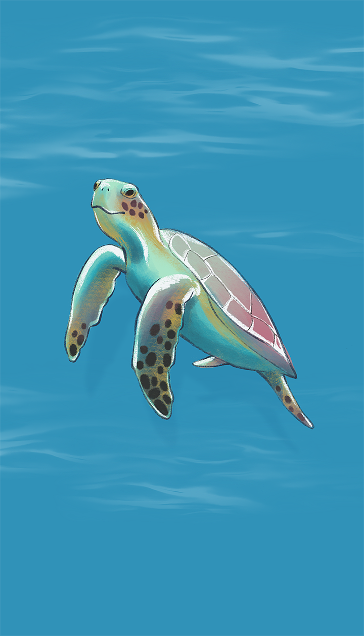 Ocean Creatures vol.2 海洋生物写实风格插画（图ZMjA1MDg5MTE2） - 艺术插画 - 站酷设计师DearDoDo原创素材 - 站酷ZCOOL