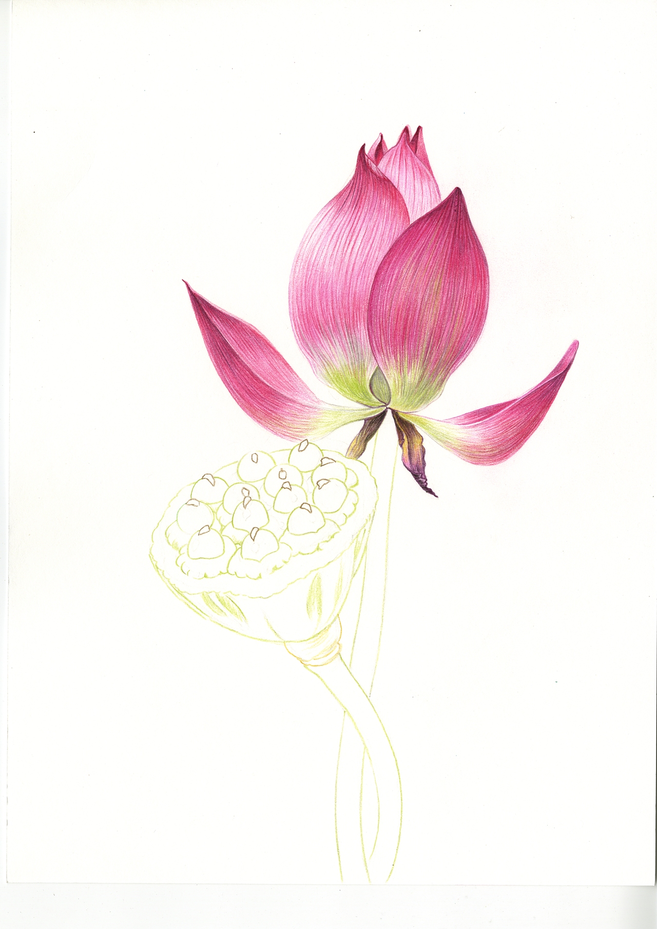 色铅笔|【荷花】原创/内含详细步骤/彩铅教程