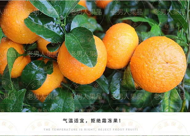 沃柑详情页（图ZMTAyNzgxOTA4） - 宣传物料 - 站酷设计师邱公城原创素材 - 站酷ZCOOL