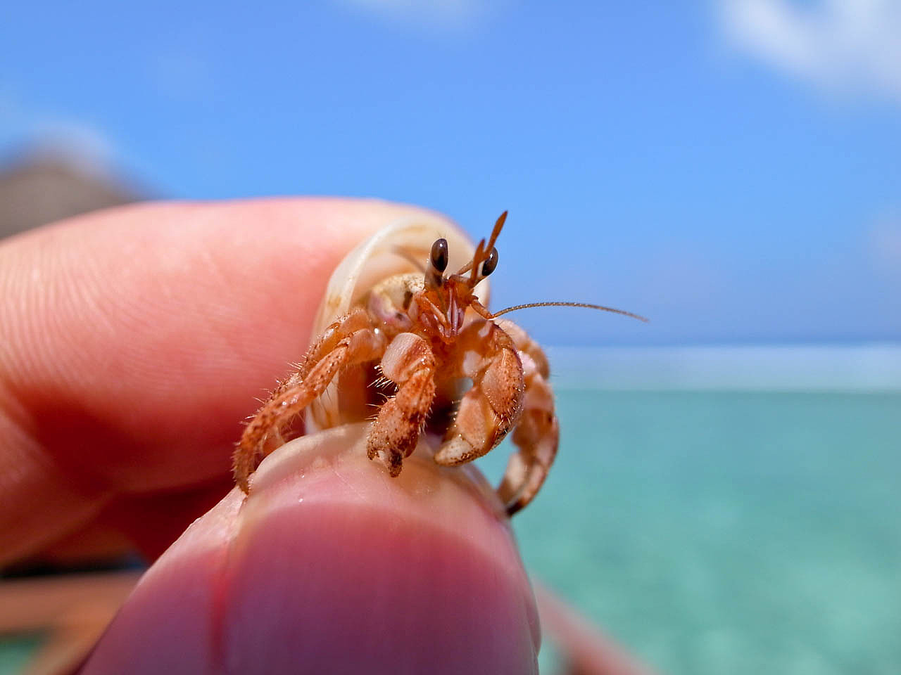 马尔代夫游记 - 梦幻岛 - 四晚六天（图ZNTM5NzkwNA==） - 风光摄影 - 站酷设计师blue_hermit原创素材 - 站酷ZCOOL