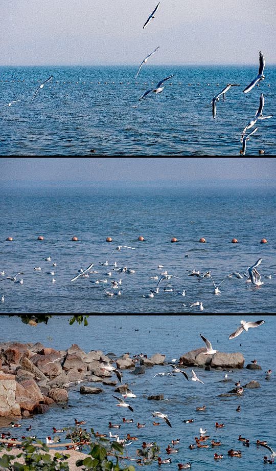 深圳湾西伯利亚的候鸟（图ZMzM0MjI0NzMy） - 人文/纪实摄影 - 站酷设计师放羊的阿鑫原创素材 - 站酷ZCOOL