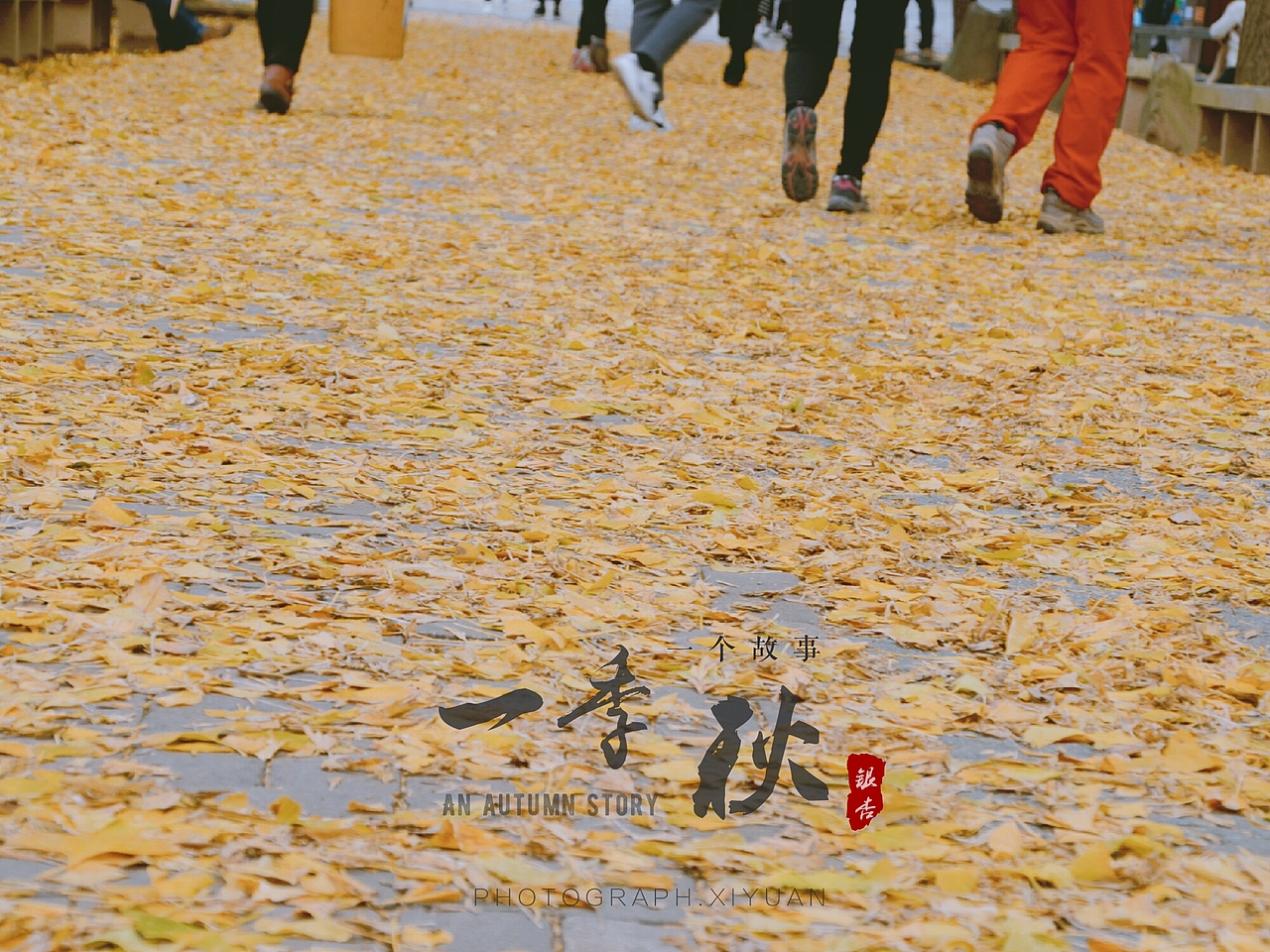 银杏（图ZOTgxNzUxNzI=） - 风光摄影 - 站酷设计师爱摄影的五花肉原创素材 - 站酷ZCOOL