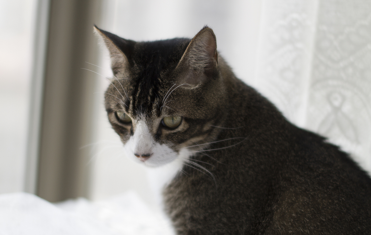 在歪瓜工作期间作品合集