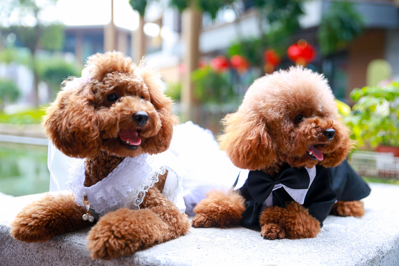 【i,pet宠物摄影】哈利婚纱照