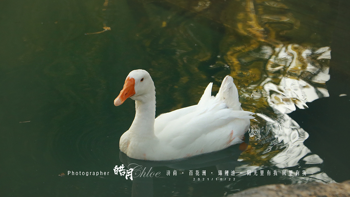 「皓月Chloe」济南·百花洲·锦鲤池·阳光里有我风里有我