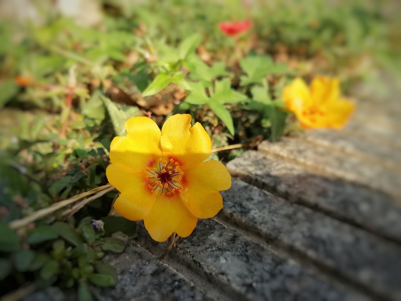 秋日胜春朝（图ZMTI5NDQxMzY0） - 风光摄影 - 站酷设计师于先生Plus10原创素材 - 站酷ZCOOL