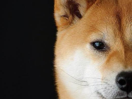 鸟