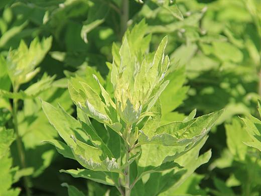 蕲春蕲艾种植基地端午蕲艾拍摄,艾条、艾叶、艾草、 
