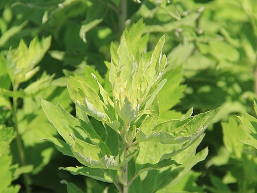 蕲春蕲艾种植基地端午蕲艾拍摄,艾条,艾叶,艾草