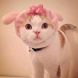 蓝裴裴的头像