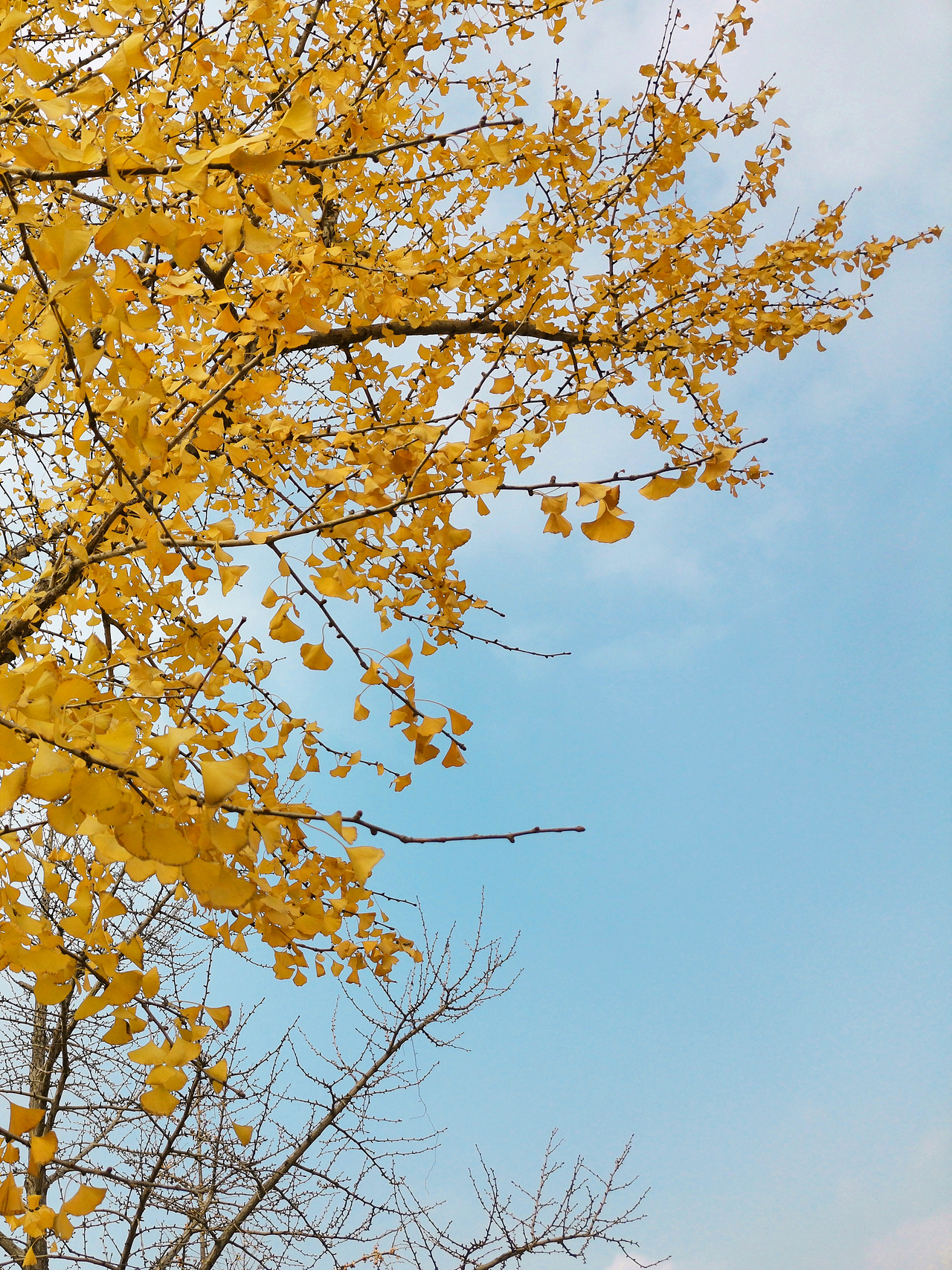 故宫-柿子红了（图ZMTg2MzA2MTYw） - 人文/纪实摄影 - 站酷设计师嗨皮工坊原创素材 - 站酷ZCOOL