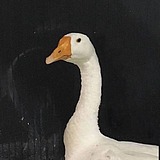 好困L的头像