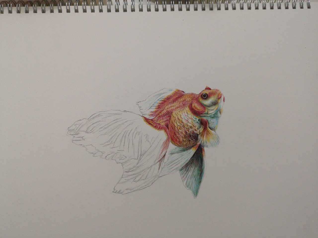 圆珠笔画小金鱼