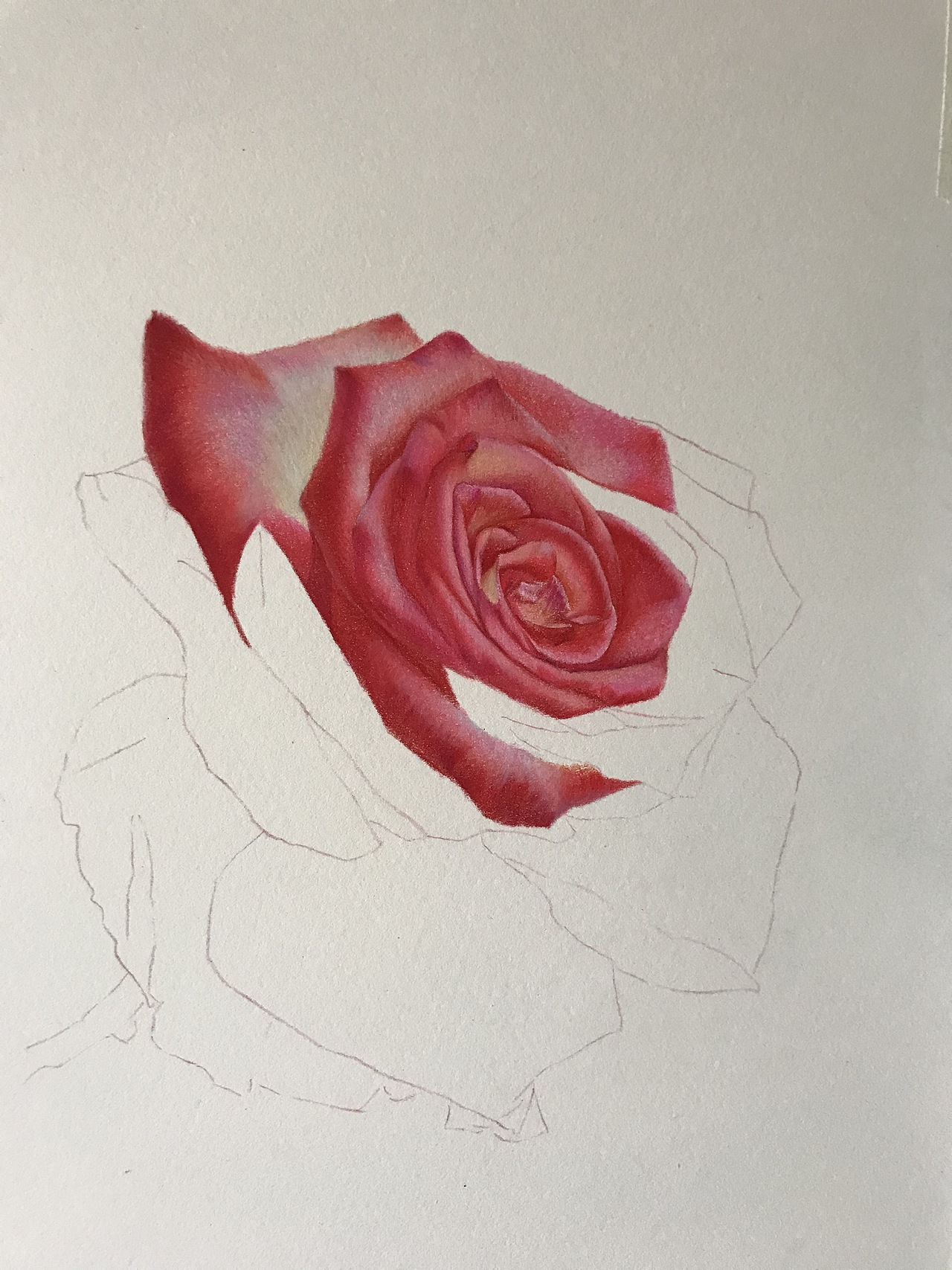 庸俗的大玫瑰！就是俗！（图ZMjY0OTQ4MDI0） - 绘画 - 站酷设计师臻于至善彩铅原创素材 - 站酷ZCOOL