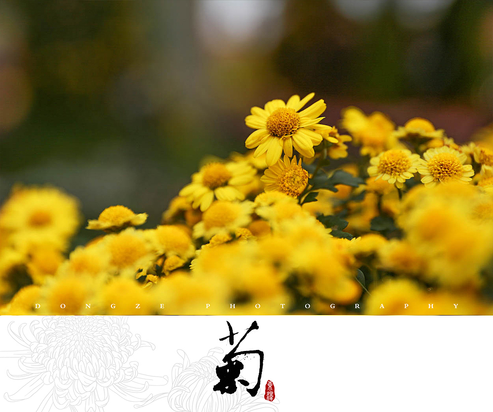 【東泽视觉】福建省第五届菊花展以及莆田市第七届盆景展