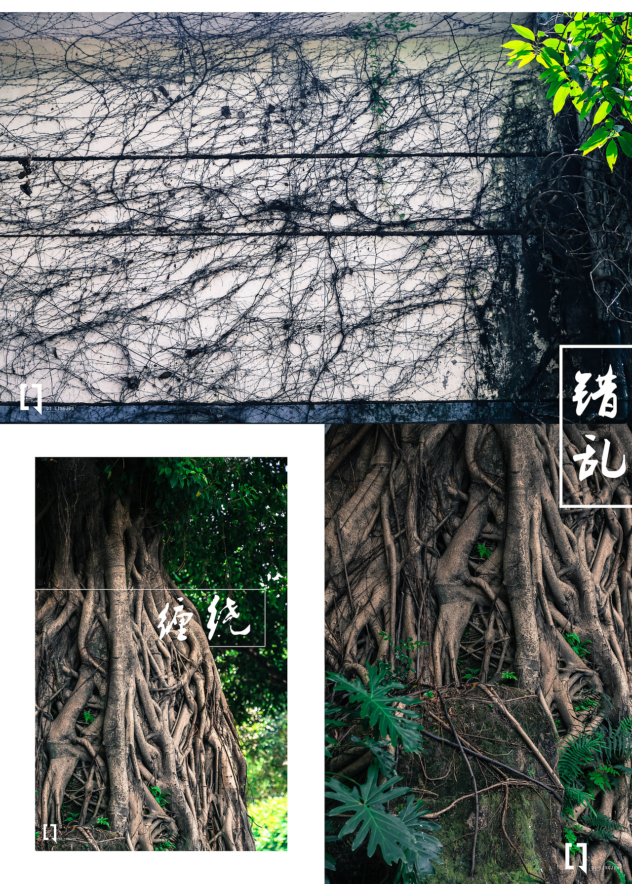 行走与记录——广州的根系生物（图ZNDc1Mjc4MDQ=） - 风光摄影 - 站酷设计师DALING_原创素材 - 站酷ZCOOL