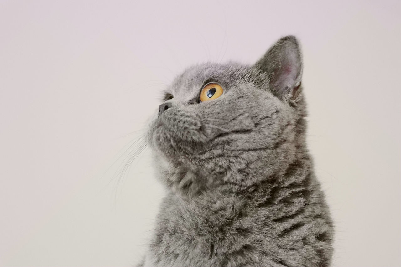 种猫-MM-纯蓝色-冬梅-英国短毛猫|沐米猫舍