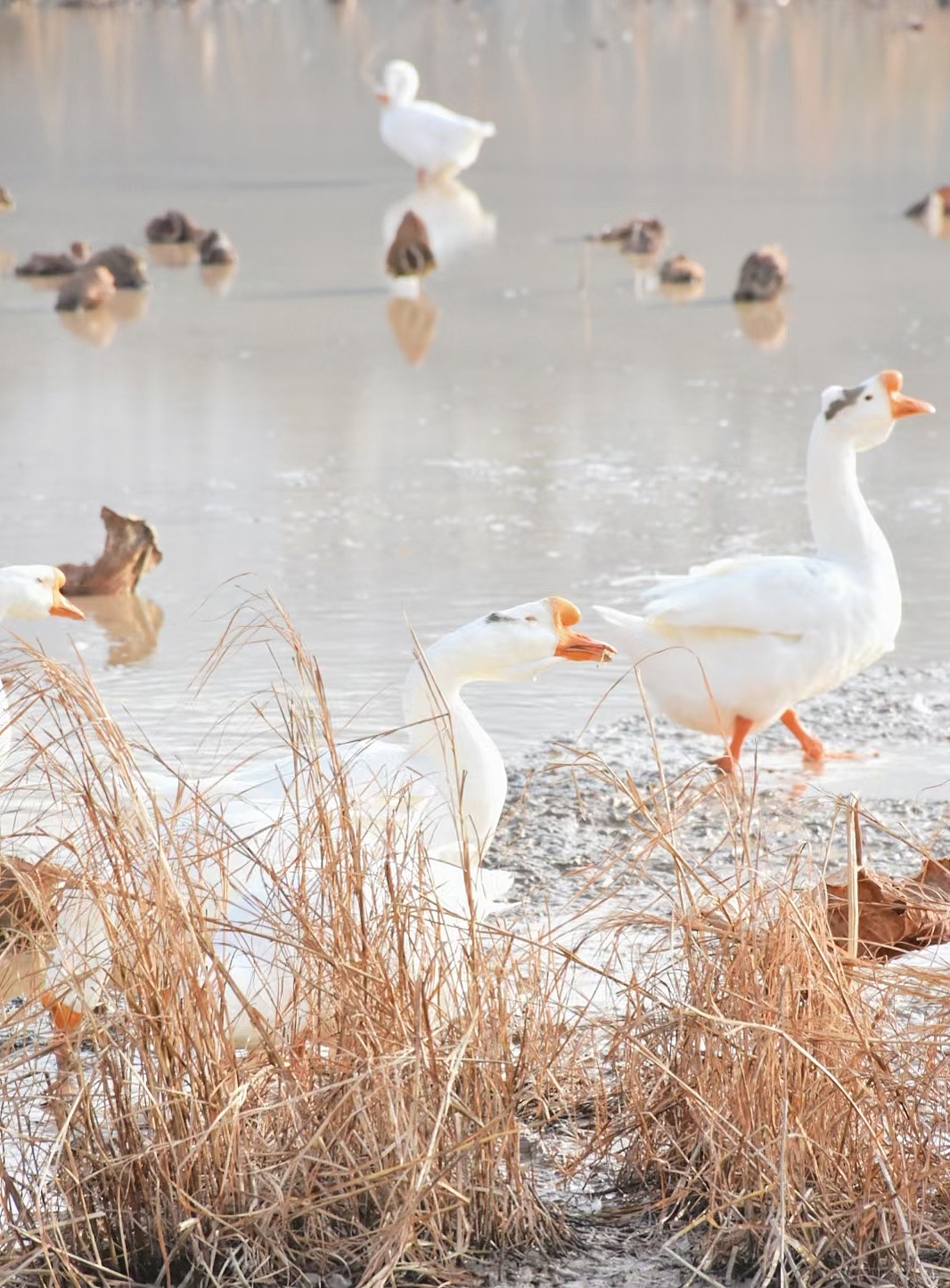 天水小城的大白鹅
