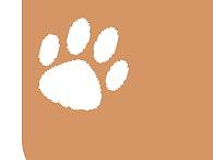 長沙市小動物保護協(xié)會招新海報