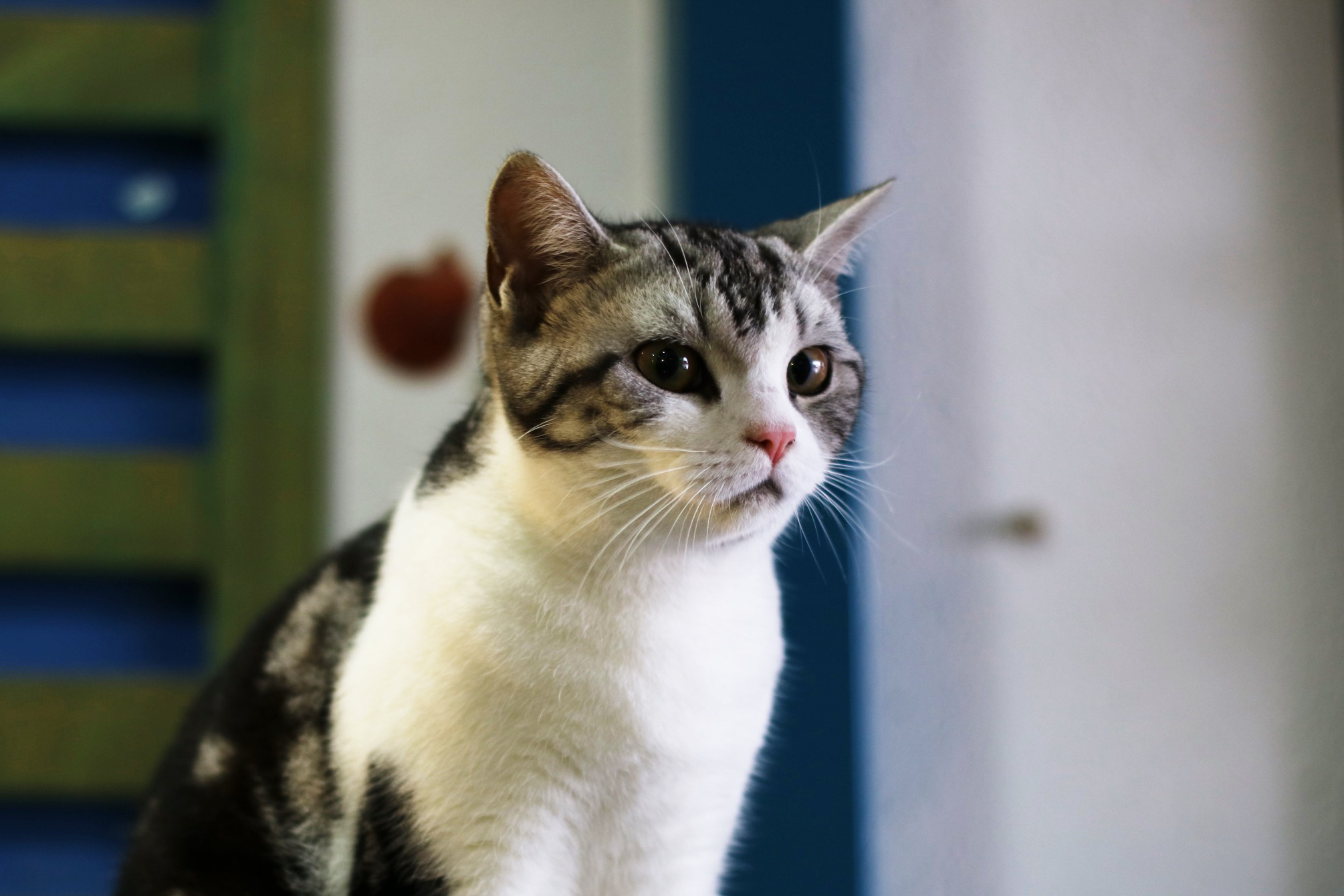 阿晴的猫|摄影|动物|几只小番茄 - 原创作品 - 站